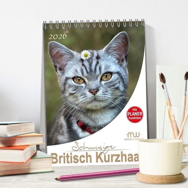 Produktbild: Schmusige Britisch Kurzhaar (Tischkalender 2026 DIN A5 hoch), CALVENDO Monatskalender