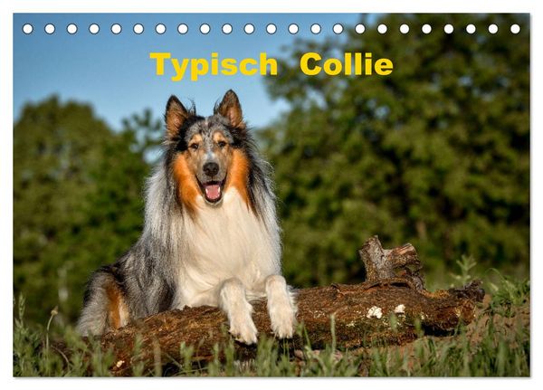Typisch Collie (Tischkalender 2026 DIN A5 quer), CALVENDO Monatskalender