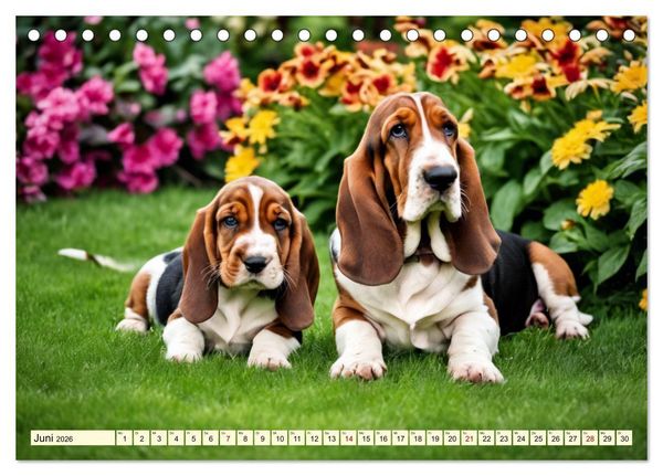 Produktbild: Basset Hound - unverkennbar (Tischkalender 2026 DIN A5 quer), CALVENDO Monatskalender