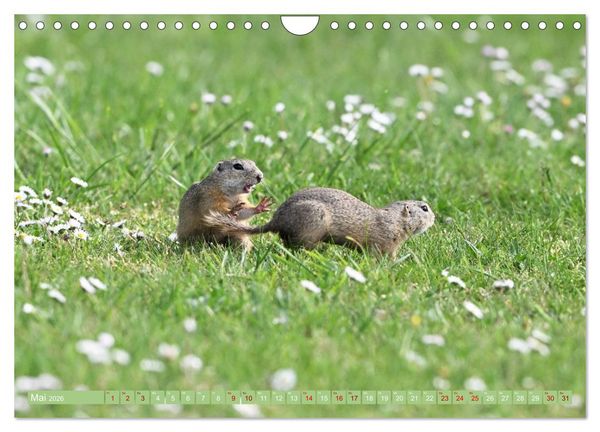 Produktbild: Ziesel im Burgenland (Wandkalender 2026 DIN A4 quer), CALVENDO Monatskalender