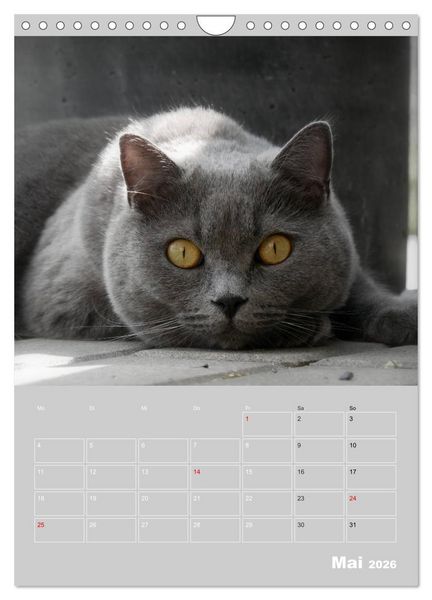 Produktbild: Graue Engel - Britischkurzhaar-Katzen (Wandkalender 2026 DIN A4 hoch), CALVENDO Monatskalender