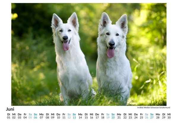 Produktbild: Berger Blanc Suisse