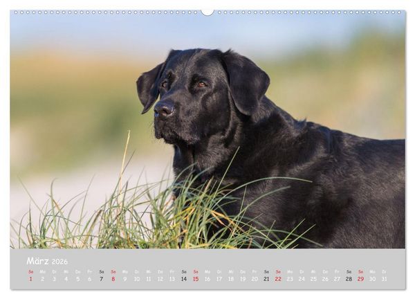 Produktbild: Liebenswerter Labrador 2026 (Wandkalender 2026 DIN A2 quer), CALVENDO Monatskalender