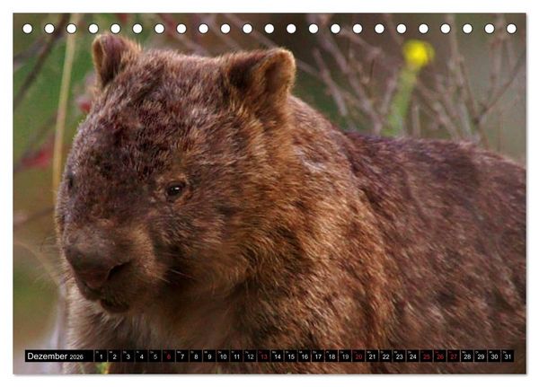 Produktbild: Australiens Tierwelt (Tischkalender 2026 DIN A5 quer), CALVENDO Monatskalender