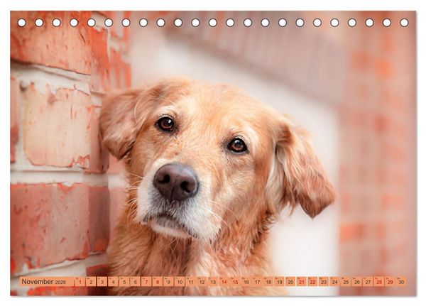 Produktbild: Golden Retriever Hailey Fotokalender (Tischkalender 2026 DIN A5 quer), CALVENDO Monatskalender