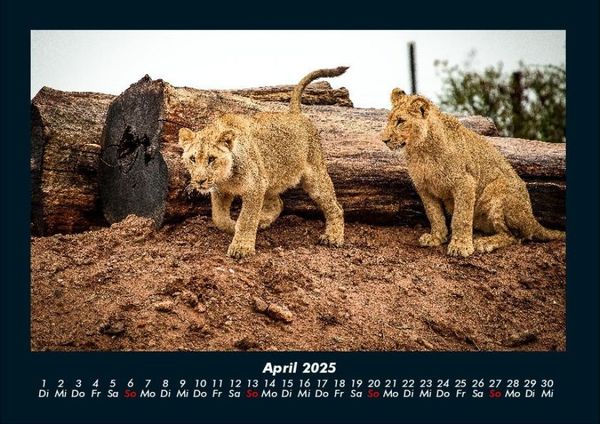 Produktbild: L&ouml;wen in der Wildnis 2025 Fotokalender DIN A4
