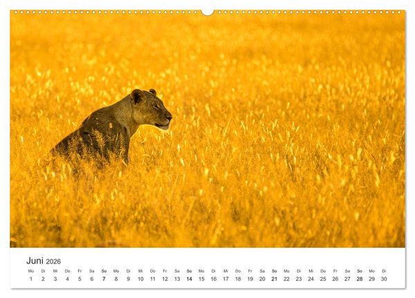 Produktbild: Botswana - Grandiose Wildnis (Wandkalender 2026 DIN A2 quer), CALVENDO Monatskalender