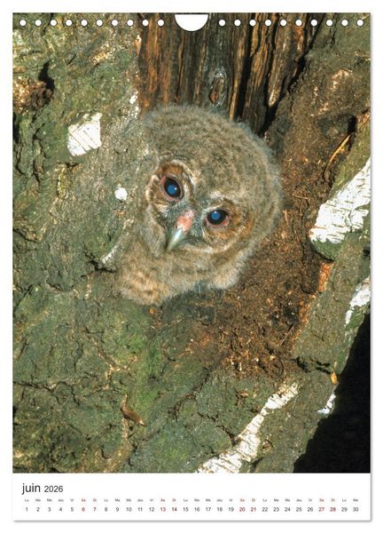 Produktbild: Une chouette de vie, les oiseaux (Calendrier mural 2026 DIN A4 horizontal), CALVENDO calendrier mensuel