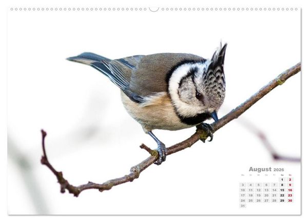 Produktbild: NATUR PUR - Singv&ouml;gel ganz nah (Wandkalender 2026 DIN A2 quer), CALVENDO Monatskalender