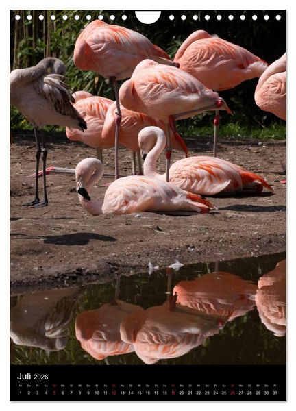 Produktbild: Flamingos - Eleganz in Rot und Rosa (Wandkalender 2026 DIN A4 hoch), CALVENDO Monatskalender