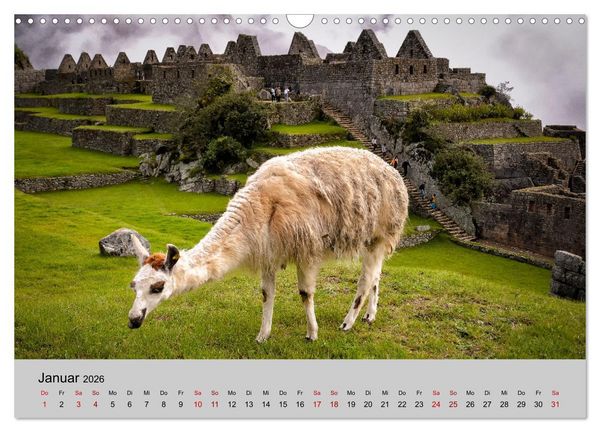 Produktbild: Unter Lamas und Alpakas (Wandkalender 2026 DIN A3 quer), CALVENDO Monatskalender
