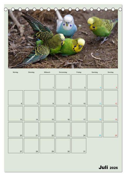 Produktbild: Wellensittiche Terminplaner (Tischkalender 2026 DIN A5 hoch), CALVENDO Monatskalender