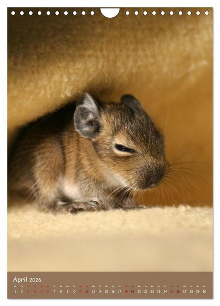 Produktbild: Degus - Winzlinge mit gro&szlig;em Herz (Wandkalender 2026 DIN A4 hoch), CALVENDO Monatskalender