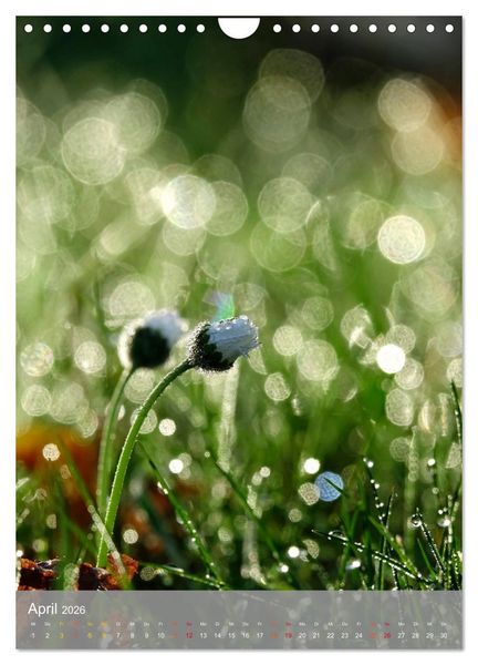 Produktbild: Mit Bokeh-Fotografie durch das Jahr (Wandkalender 2026 DIN A4 hoch), CALVENDO Monatskalender