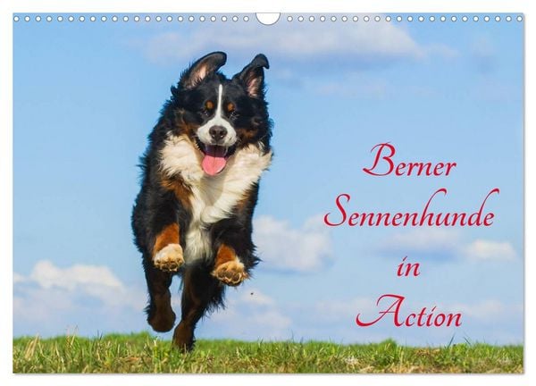 Berner Sennenhunde in Action (Wandkalender 2026 DIN A3 quer), CALVENDO Monatskalender