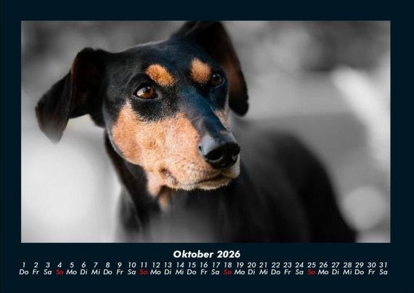 Produktbild: Hundezauber 2026 Fotokalender DIN A4