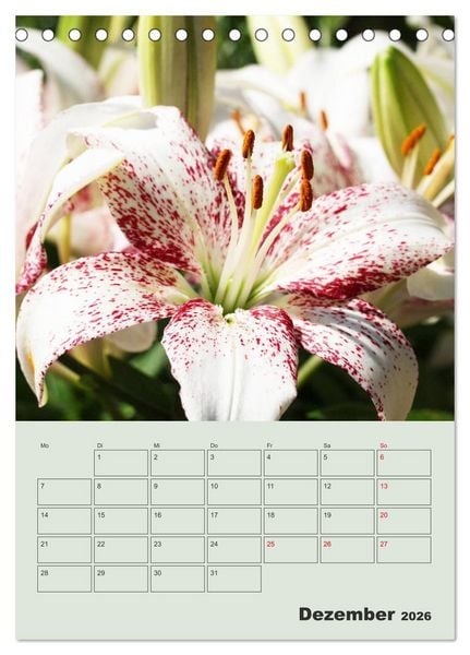 Produktbild: Lilien im Garten (Tischkalender 2026 DIN A5 hoch), CALVENDO Monatskalender