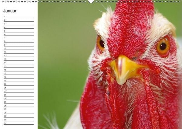 Produktbild: H&uuml;hner / Geburtstagskalender (Wandkalender immerw&auml;hrend DIN A2 quer)