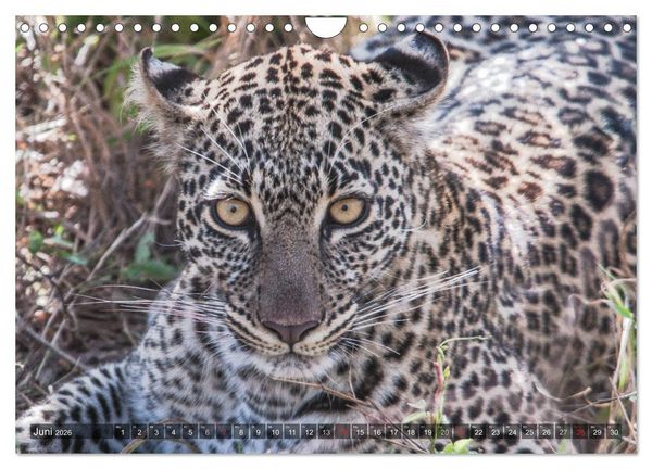 Produktbild: Leoparden - Geheimnisvolle J&auml;ger (Wandkalender 2026 DIN A4 quer), CALVENDO Monatskalender