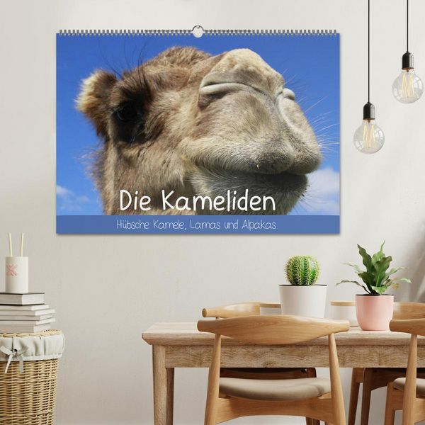 Produktbild: Die Kameliden. H&uuml;bsche Kamele, Lamas und Alpakas (Wandkalender 2026 DIN A2 quer), CALVENDO Monatskalender