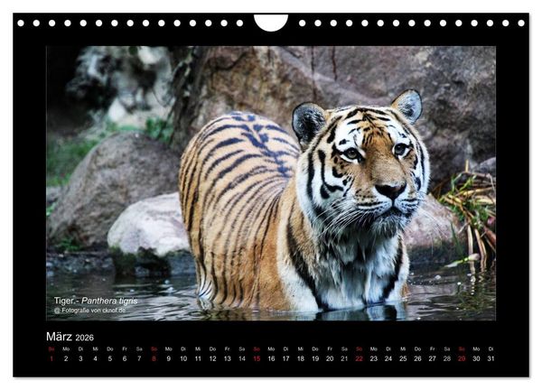 Produktbild: Wildtiere (Wandkalender 2026 DIN A4 quer), CALVENDO Monatskalender