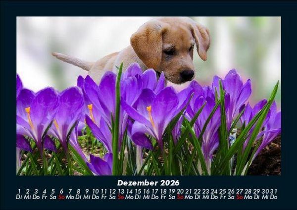 Produktbild: Welpen 2026 Fotokalender DIN A5