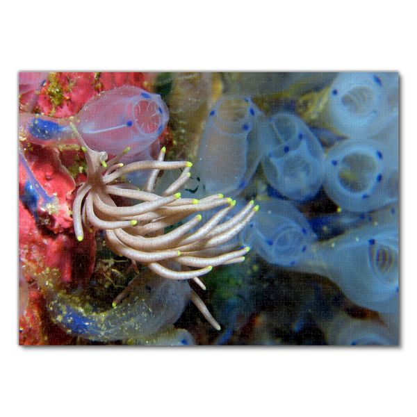 Produktbild: Lais Puzzle Unterwassertiere 1000 Teile