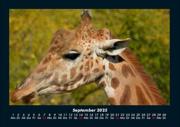 Produktbild: Giraffen 2025 Fotokalender DIN A4