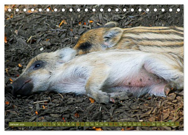 Produktbild: Wildschweins Kinderstube - Freche Frischlinge (Tischkalender 2026 DIN A5 quer), CALVENDO Monatskalender