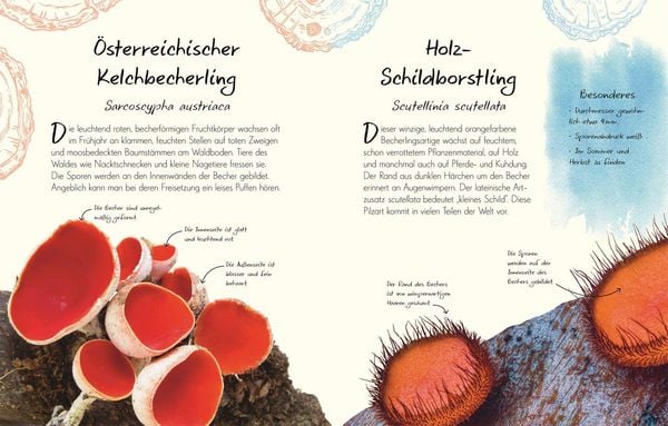 Produktbild: Wundervolle Welt &ndash; Kleine Sch&auml;tze. Pilze