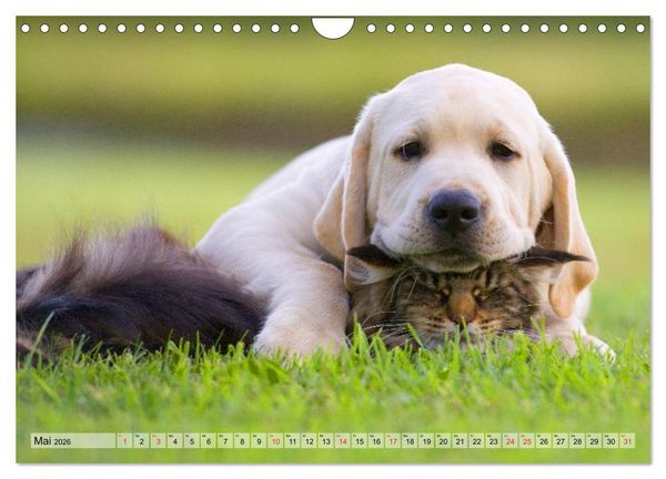 Produktbild: Beste Freunde - Bezaubernde Tierfreundschaften (Wandkalender 2026 DIN A4 quer), CALVENDO Monatskalender