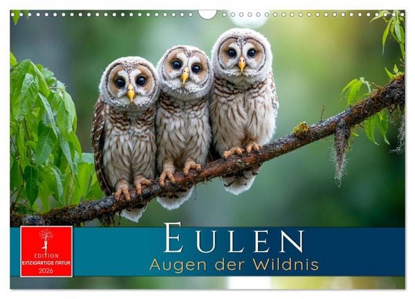 Produktbild: Eulen - Augen der Wildnis (Wandkalender 2026 DIN A3 quer), CALVENDO Monatskalender