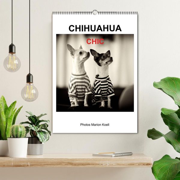 Produktbild: CHIHUAHUA CHIC Photos Marion Koell (Wandkalender 2026 DIN A2 hoch), CALVENDO Monatskalender
