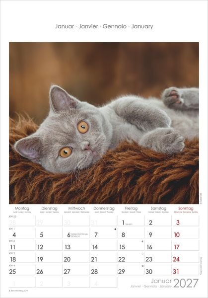 Produktbild: Katzen 2027