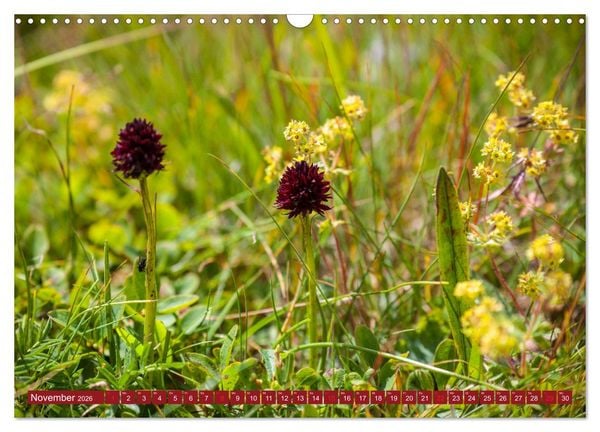 Produktbild: Meine sch&ouml;nsten Alpenblumen (Wandkalender 2026 DIN A3 quer), CALVENDO Monatskalender