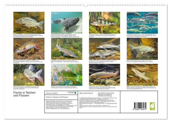 Produktbild: Fische in Teichen und Fl&uuml;ssen (hochwertiger Premium Wandkalender 2026 DIN A2 quer), Kunstdruck in Hochglanz