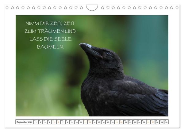 Produktbild: Spruch verliebt (Wandkalender 2026 DIN A4 quer), CALVENDO Monatskalender