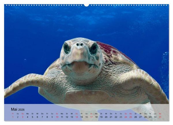 Produktbild: Meeresschildkr&ouml;ten. Nomaden der Ozeane (Wandkalender 2026 DIN A2 quer), CALVENDO Monatskalender