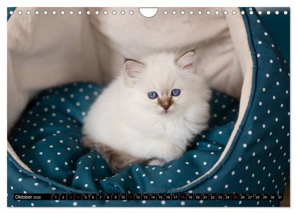 Produktbild: Heilige Birma Katzenkalender (Wandkalender 2026 DIN A4 quer), CALVENDO Monatskalender