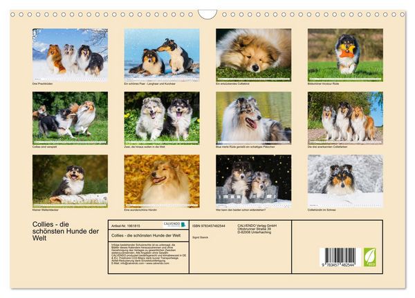 Produktbild: Collies - die sch&ouml;nsten Hunde der Welt (Wandkalender 2026 DIN A3 quer), CALVENDO Monatskalender