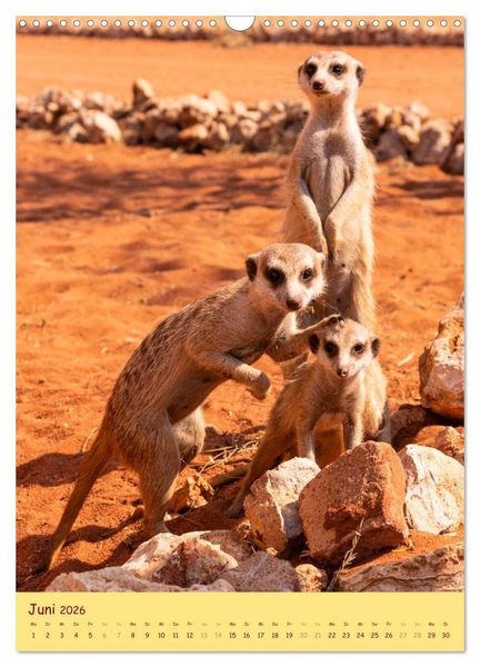 Produktbild: Erdm&auml;nnchen - Eine Kolonie in der Kalahari (Wandkalender 2026 DIN A3 hoch), CALVENDO Monatskalender