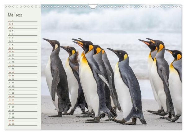 Produktbild: Unter Pinguinen (Wandkalender 2026 DIN A3 quer), CALVENDO Monatskalender