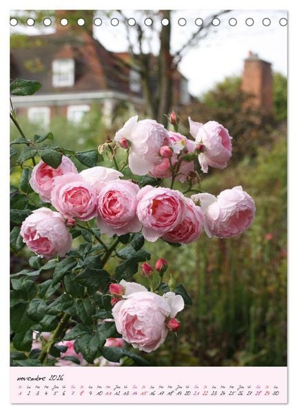 Produktbild: Une f&ecirc;te des roses (Calendrier de bureau 2026 DIN A5 horizontal), CALVENDO calendrier mensuel