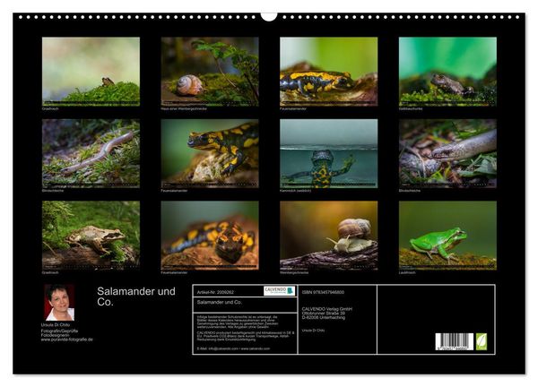 Produktbild: Salamander und Co. (Wandkalender 2026 DIN A2 quer), CALVENDO Monatskalender