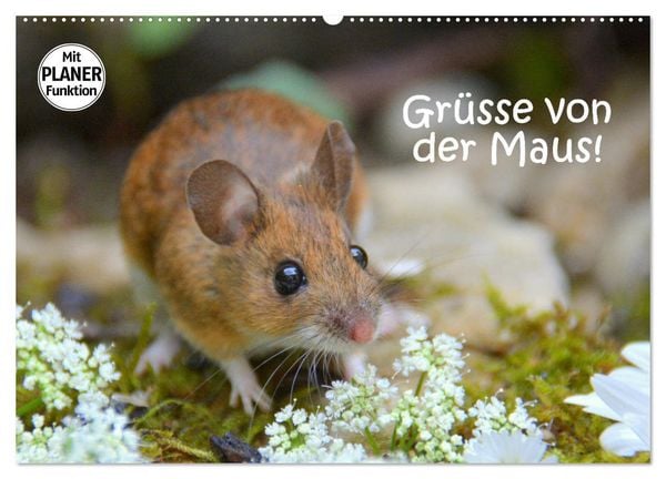 Produktbild: Gr&uuml;sse von der Maus! (Wandkalender 2026 DIN A2 quer), CALVENDO Monatskalender