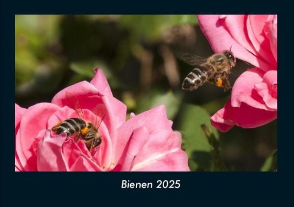 Produktbild: Bienen 2025 Fotokalender DIN A4