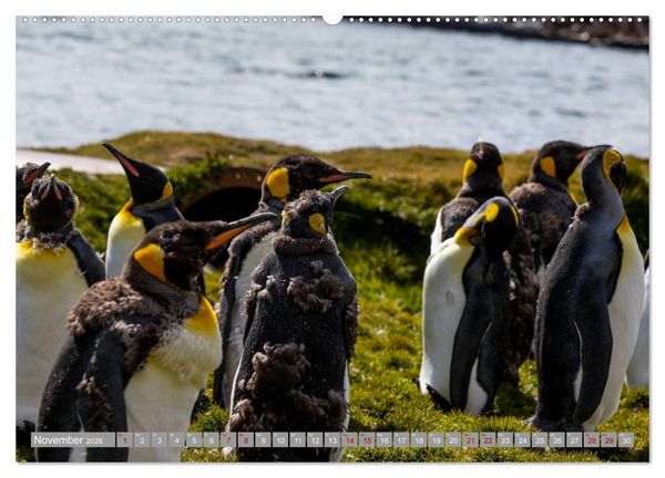 Produktbild: Einfach liebenswert diese Pinguine (hochwertiger Premium Wandkalender 2026 DIN A2 quer), Kunstdruck in Hochglanz