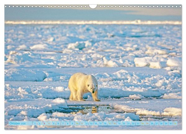 Produktbild: Eisb&auml;ren: Lebensk&uuml;nstler im Eis (Wandkalender 2026 DIN A3 quer), CALVENDO Monatskalender