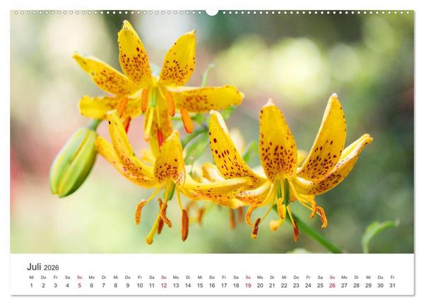 Produktbild: Feurige Lilien (Wandkalender 2026 DIN A2 quer), CALVENDO Monatskalender