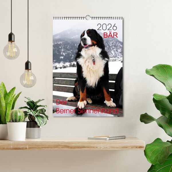 Produktbild: B&Auml;R - Der Berner Sennenhund (Wandkalender 2026 DIN A3 hoch), CALVENDO Monatskalender